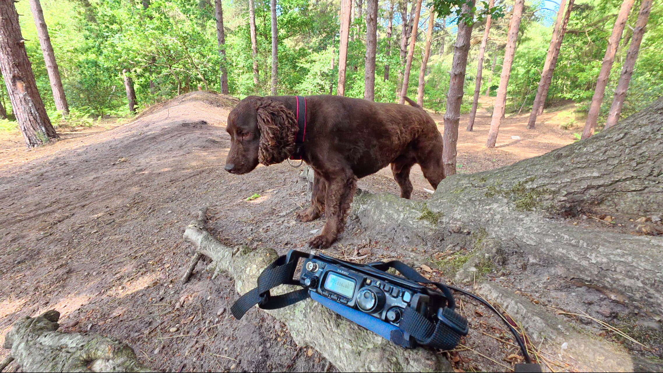 dog-radio